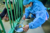 Keeper (Mrs. Mao Min) preparing high protein food mixed with Chinese herbs made from tea for the female Giant panda (Ailuropoda melanoleuca), Beauval ZooPark, France. 4 August 2021.