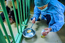 Keeper (Mrs. Mao Min) preparing high protein food mixed with Chinese herbs made from tea for the female Giant panda (Ailuropoda melanoleuca), Beauval ZooPark, France. 4 August 2021.