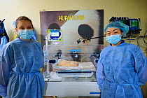 French keeper (Mrs. Cassandra Milliet) and chinese keeper (Mrs Mao Min) in front of the baby panda incubator(Ailuropoda melanoleuca). The Chinese keeper teaches the techniques of care to the French ke...