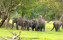 Asian elephant (Elephas maximus), herd of females with young, Bandipur Tiger Reserve, Karnataka, India.