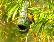 Baya weaver (Ploceus philippinus) breeding male perched on nest, rural Karantaka, India.