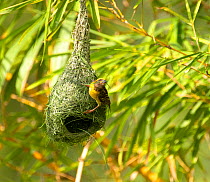 Baya weaver (Ploceus philippinus) breeding male nest building, rural Karantaka, India.