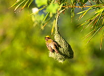 Baya weaver (Ploceus philippinus) breeding male on partially built nest, rural Karantaka, India.