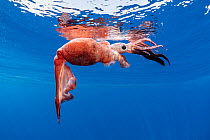 Diamondback squid (Thysanoteuthis rhombus) near the surface, Dominica, Caribbean Sea, Atlantic Ocean. February.