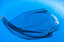A transparent sheet of shed skin from a Sperm whale (Physeter macrocephalus), resembling a plastic bag. The skin gets rubbed off when they socialize and groom each other by rubbing their massive bodie...