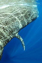 Male sperm whale (Physeter macrocephalus) close up, showing extended penis, Dominica, Caribbean Sea, Atlantic Ocean. Photo taken under permit. February.