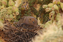 Mourning dove (Zenaida macroura) adult and squab on nest in Cholla cactus (Cylindropuntia sp.) Sonoran Desert, Arizona, USA.