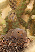 Mourning dove (Zenaida macroura) adult and squab on nest in Cholla cactus (Cylindropuntia sp.) Sonoran Desert, Arizona, USA.