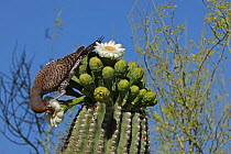 Gilded flicker (Colaptes chrysoides) feeding on Saguaro cactus (Carnegiea gigantea) blossom nectar, Sonoran Desert, Arizona, USA.