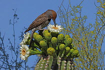 Gilded flicker (Colaptes chrysoides) feeding on Saguaro cactus (Carnegiea gigantea) blossom nectar, Sonoran desert, Arizona, USA.