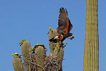 Harris hawk (Parabuteo unicinctus) parent visiting nest in Saguaro cactus (Carnegiea gigantea) with Spiny lizard (Sceloporus sp.) in beak. Juvenile hawk about to fledge, Sonoran desert, Arizona, USA.
