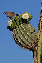 Curve-billed thrasher (Toxostoma curvirostre) on Saguaro cactus (Carnegiea gigantea) calling from perch on top of flowers, Sonoran Desert, Arizona, USA.