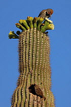 Gilded flicker (Colaptes chrysoides) feeding on Saguaro cactus (Carnegiea gigantea) blossom nectar and exotic House sparrow (Passer domesticus) by nest; the most widely distributed wild bird on the pl...