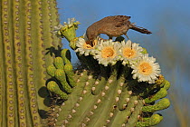 Curve-billed thrasher (Toxostoma curvirostre) feeding on nectar in Saguaro cactus (Carnegiea gigantea) blossom and the insects trapped in them, Sonoran Desert, Arizona, USA.