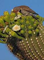 Gilded flicker (Colaptes chrysoides) feeding on Saguaro cactus (Carnegiea gigantea) blossom nectar, Sonoran Desert, Arizona, USA.
