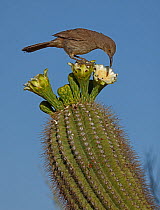 Curve-billed thrasher (Toxostoma curvirostre) feeding on Saguaro cactus(Carnegiea gigantea) blossom nectar and the insects trapped in it, Sonoran Desert, Arizona, USA.
