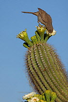 Curve-billed thrasher (Toxostoma curvirostre) feeding on Saguaro cactus (Carnegiea gigantea) blossom nectar and the insects trapped in it, Sonoran Desert , Arizona, USA.