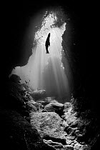 Black and white photo of a silhouette of a California sea lion (Zalophus californianus) pup in an underwater cavern with sun beams. Los Islotes, La Paz, Baja California Sur, Mexico. Sea of Cortez, Gul...