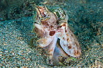 Interaction between a pair of Plain spot octopus (Octopus exannulatus). Anilao, Batangas marine protected area, Luzon, Philippines. Verde Island Passages, Tropical West Pacific Ocean.