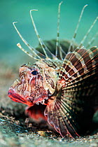 Portrait of a Gurnard lionfish (Papaterois hetururus) on the seabed. Anilao, Batangas marine protected area, Luzon, Philippines. Verde Island Passages, Tropical West Pacific Ocean.