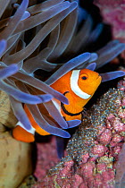 Clownfish (Amphiprion ocellaris) guarding a clutch of eggs beneath a magnificent sea anemone (Heteractis magnifica). Anilao, Batangas marine protected area, Luzon, Philippines. Verde Island Passages,...