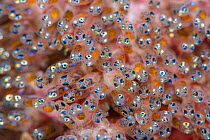 Detail image of clownfish eggs (Amphiprion ocellaris). Anilao, Batangas marine protected area, Luzon, Philippines. Verde Island Passages, Tropical West Pacific Ocean.