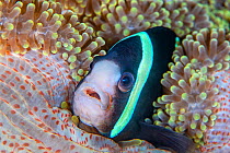 Portrait of a Clark&#39;s anemonefish (Amphiprion clarkii) in a sea anemone on a coral reef. Dauin, Dauin Marine Protected Area, Dumaguete, Negros, Philippines. Bohol Sea, tropical west Pacific Ocean.