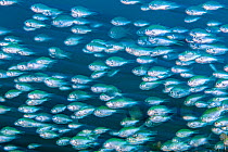 Long exposure of a school of Black-axil chromis (Chromis atripectoralis) swimming in formation against a current. Dauin, Dauin Marine Protected Area, Dumaguete, Negros, Philippines. Bohol Sea, tropica...