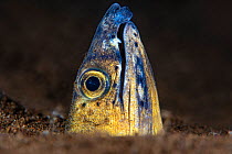 Portrait of a Black saddle snake eel (Ophichthus cephalozona) emerging from the sand at night. Dauin, Dauin Marine Protected Area, Dumaguete, Negros, Philippines. Bohol Sea, tropical west Pacific Ocea...