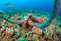 Wide angle macro photo of an algae octopus (Abdopus aculeatus) as it reaches out and investigates the camera. Dauin, Dauin Marine Protected Area, Dumaguete, Negros, Philippines. Bohol Sea, tropical we...