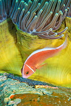 Pink anemonefish (Amphiprion perideraion) cares for its eggs beneath a magnificent sea anemone (Heteractis magnifica) on a coral reef. Dauin, Dauin Marine Protected Area, Dumaguete, Negros, Philippine...