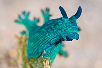 Portrait of a Nudibranch (Nembrotha milleri) on a coral reef. Dauin, Dauin Marine Protected Area, Dumaguete, Negros, Philippines. Bohol Sea, tropical west Pacific Ocean.