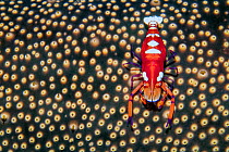 Portrait of a large female Emperor shrimp (Zenopontonia rex/ Periclimenes imperator) on a sea cucumber (Bohadschia sp.). Dauin, Dauin Marine Protected Area, Dumaguete, Negros, Philippines. Bohol Sea,...