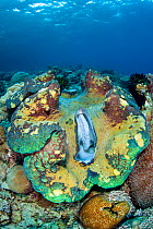 Two giant clams (Tridacna gigas) growing on a coral reef. Arborek Island, Raja Ampat, West Papua, Indonesia. Dampier Strait. Ceram Sea. Tropical West Pacific Ocean.