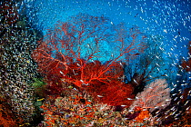 Red sea fan (Melithaea sp.) is surrounded by Glassfish ( Apogon sp.) on a coral reef. Daram Islands, Misool, Raja Ampat, West Papua, Indonesia. Ceram Sea. Tropical West Pacific Ocean.