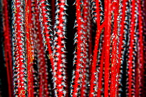 Whip coral goby (Bryaninops sp.) hiding in the red branches of a sea whip (Ellisella sp.) on a coral reef. Misool, Raja Ampat, West Papua, Indonesia. Ceram Sea. Tropical West Pacific Ocean.