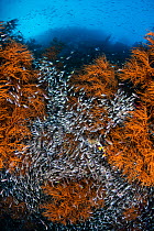 Orange bushy black corals (Antipathes sp.) are surrounded by glassfish (Apogonidae) and schooling silversides (Atherinidae) above. Wayil Batan Island, Misool, Raja Ampat, West Papua, Indonesia. Ceram...
