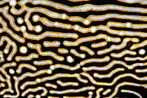 Detail of the skin pattern of Map puffer (Arothron mappa) on a coral reef. Piaynemo Island, Raja Ampat, West Papua, Indonesia. Tropical West Pacific Ocean.