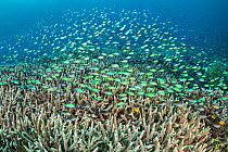 Rich coral garden with hard corals (Acropora sp.) and lots of blue-green chromis (Chromis viridis). Ruvus Island, Piaynemo Island, Raja Ampat, West Papua, Indonesia. Tropical West Pacific Ocean.