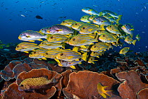 Mixed school of diagonal-banded sweetlips (Plectorhinchus lineatus) and ribbon sweetlips (Plectorhinchus polytaenia) gather above plate corals, with convict blennies (Pholidichthys leucotaenia). Saund...