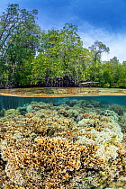 Split level image of cactus hard corals (Pavona cactus) growing in shallow water beneath mangrove trees (Rhizophora mangle). Yanggefo Island, Gam, Raja Ampat, West Papua, Indonesia. Dampier Strait, Tr...