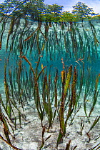 Tape seagrass (Enhalus acoroides) growing in shallow water and reflected in the surface of shallow water, beneath mangrove trees. Yanggefo Island, Gam Island, Raja Ampat, West Papua, Indonesia. Dampie...
