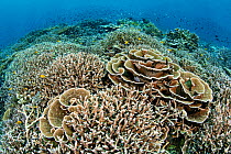 Rich coral garden with hard corals (plate coral: Montipora sp.; staghorn coral: Acropora sp.) and lots of Lemon damselfish (Pomacentrus moluccensis). Ruvus Island, Piaynemo Island, Raja Ampat, West Pa...
