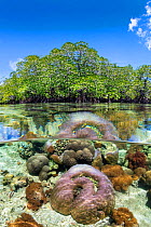 Split level photo of mangrove scenery, with hard corals (including Porites sp.) growing below Red mangrove tree (Rhizophora sp.). Nampale Islands, Misool, Raja Ampat, West Papua, Indonesia. Tropical W...
