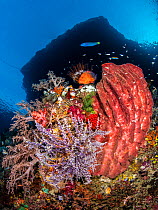 Reef scene with a Giant barrel sponge (Xestospongia testudinaria) Coral grouper (Cephalopholis miniata) beneath island. Pelee Islands, Misool, Raja Ampat, West Papua, Indonesia. Ceram Sea. Tropical We...