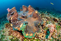 Large giant clam (Tridacna gigas) growing on a coral reef. Saunderek jetty, Raja Ampat, West Papua, Indonesia. Dampier Strait. Ceram Sea. Tropical West Pacific Ocean.
