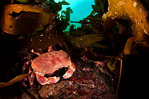 Edible crab (Cancer pagurus) beneath kelp (Laminaria sp.). Lochcarron, Ross-shire, Ross and Cromarty, Highlands, Scotland, United Kingdom. British Isles. Loch Carron, North East Atlantic Ocean.