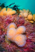 Orange and white soft corals, Dead men&#39;s finger (Alcyonium digitatum) are surrounded by pink/purple feather stars (Antedon pelasus). Lochcarron, Ross-shire, Ross and Cromarty, Highlands, Scotland,...