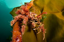 Great spider crab (Hyas araneus) covered in algae, climbing up onto a frond of kelp (Laminaria hyperborea). Lochcarron, Ross-shire, Ross and Cromarty, Highlands, Scotland, United Kingdom. British Isle...