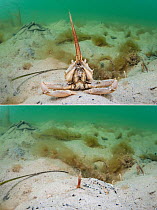 Two photos of a masked crab (Corystes cassivelaunus) - sitting on a sandy seabed and buried within the sand, where it uses its antennae as a snorkel. in Studland Bay, Dorset, England. British Isles. E...